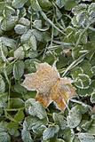 Hoar-frost on a fallen leaf and green grass