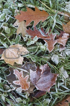 Hoar-frost on a fallen leaf and green grass