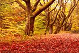 Autumnal Road 