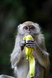 Monkey Eating Banana