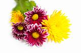 purple and yellow flowers / isolated on  white background