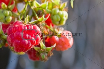 raspberry