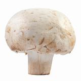 Champignon mushroom macro 