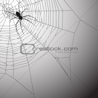 Spiderweb Background