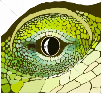 Eye of a reptile.