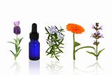 Aromatherapy Herbs and Flowers