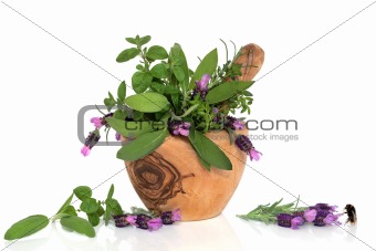 Lavender Herb Flower Beauty