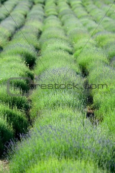 Spring Lavender field