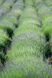 Flowering lavender plantation