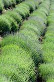 Diagonal rows Lavender plantation 