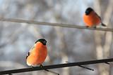 Two bullfinches.