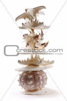 Seashells in a Stack
