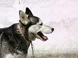 Wolf dog side face portrait against wall