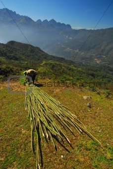 Vietnamese peasant in mountain