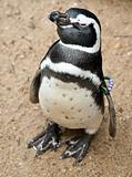 Black and white penguin