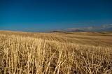 Barley meadows