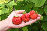 Three strawberries in hand