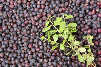 Berries and twigs of blueberry
