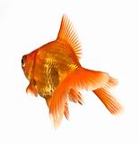 goldfish on white - view from behind