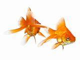 two goldfish isolated 