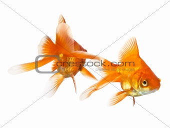 two goldfish isolated 