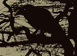 Vector illustration of the silhouette of a raven in grunge style.