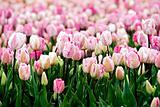 field of pink parrot-tulips 