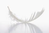 single white feather isolated on white background with reflection