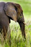 Young African Elephant head