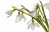 snowdrop flowers nosegay isolated on white