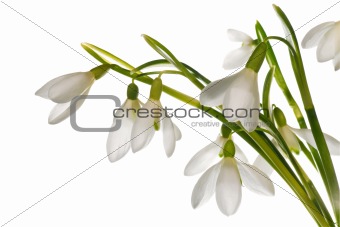 snowdrop flowers nosegay isolated on white