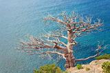 withered juniper tree on sea background 