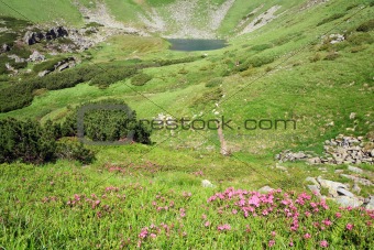 Rhododendron flowers and mountain lake