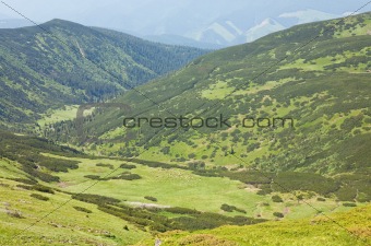 Herd of sheep on summer mountain pasture 