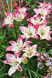 Pink and white lilies