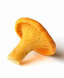 Wild mushroom - Chanterelle