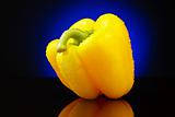 Yellow sweet pepper on blue background