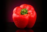 Red sweet pepper on red background