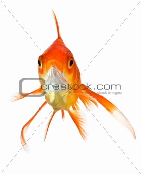 goldfish on white - front view