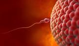 Natural insemination: sperm and human egg