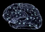 Human brain and neurons