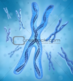 Chromosome x, DNA Strands