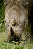White rhinoceros head