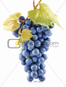blue grape fruits with leaves isolated on white