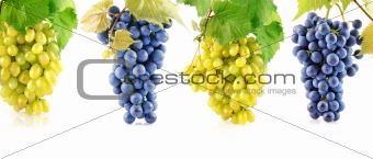 set blue and yellow grape fruits with leaves