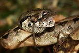 snake -boa constrictor, lunch with mice