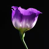 purple tulip 