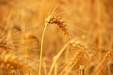 wheat before harvest