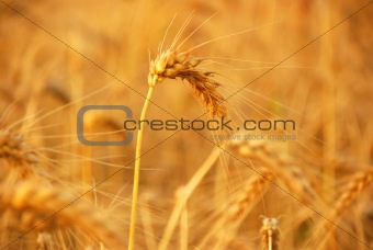 wheat before harvest
