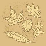 Autumnal leaf background